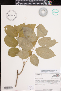 Fraxinus biltmoreana image