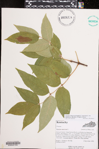 Fraxinus biltmoreana image