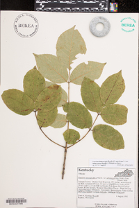 Fraxinus biltmoreana image