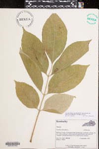 Fraxinus biltmoreana image