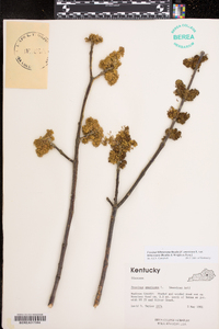 Fraxinus biltmoreana image