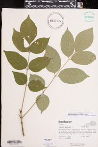 Fraxinus biltmoreana image