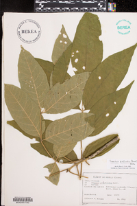 Fraxinus profunda image