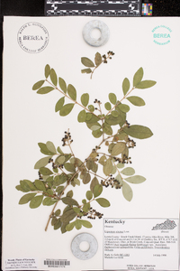 Ligustrum sinense image