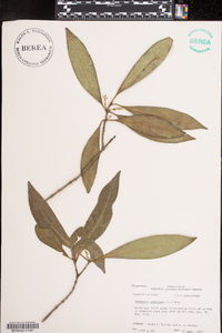 Osmanthus americana image