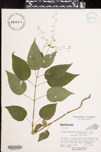 Circaea canadensis image