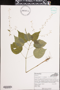 Circaea canadensis image