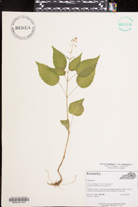 Circaea canadensis image