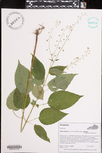 Circaea canadensis image