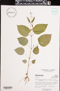 Circaea canadensis image