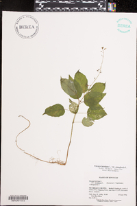 Circaea canadensis image