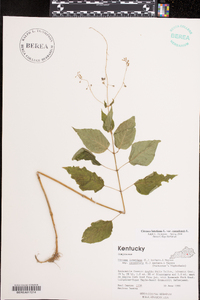 Circaea canadensis image