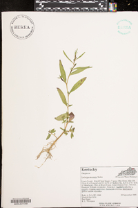 Ludwigia decurrens image