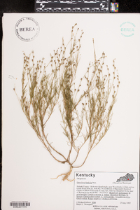 Oenothera linifolia image
