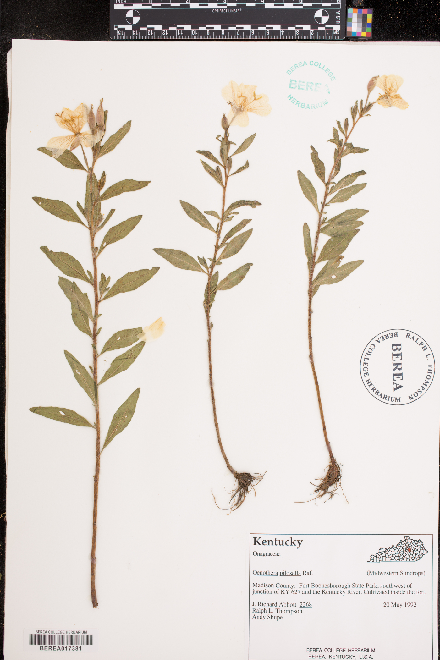 Oenothera parviflora image