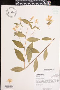 Oenothera tetragona image