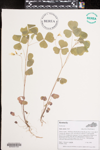 Oxalis grandis image