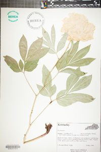 Paeonia lactiflora image