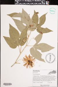 Passiflora incarnata image