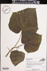 Paulownia tomentosa image