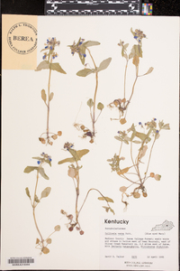 Collinsia verna image