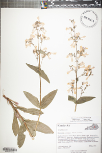 Penstemon brevisepalus image