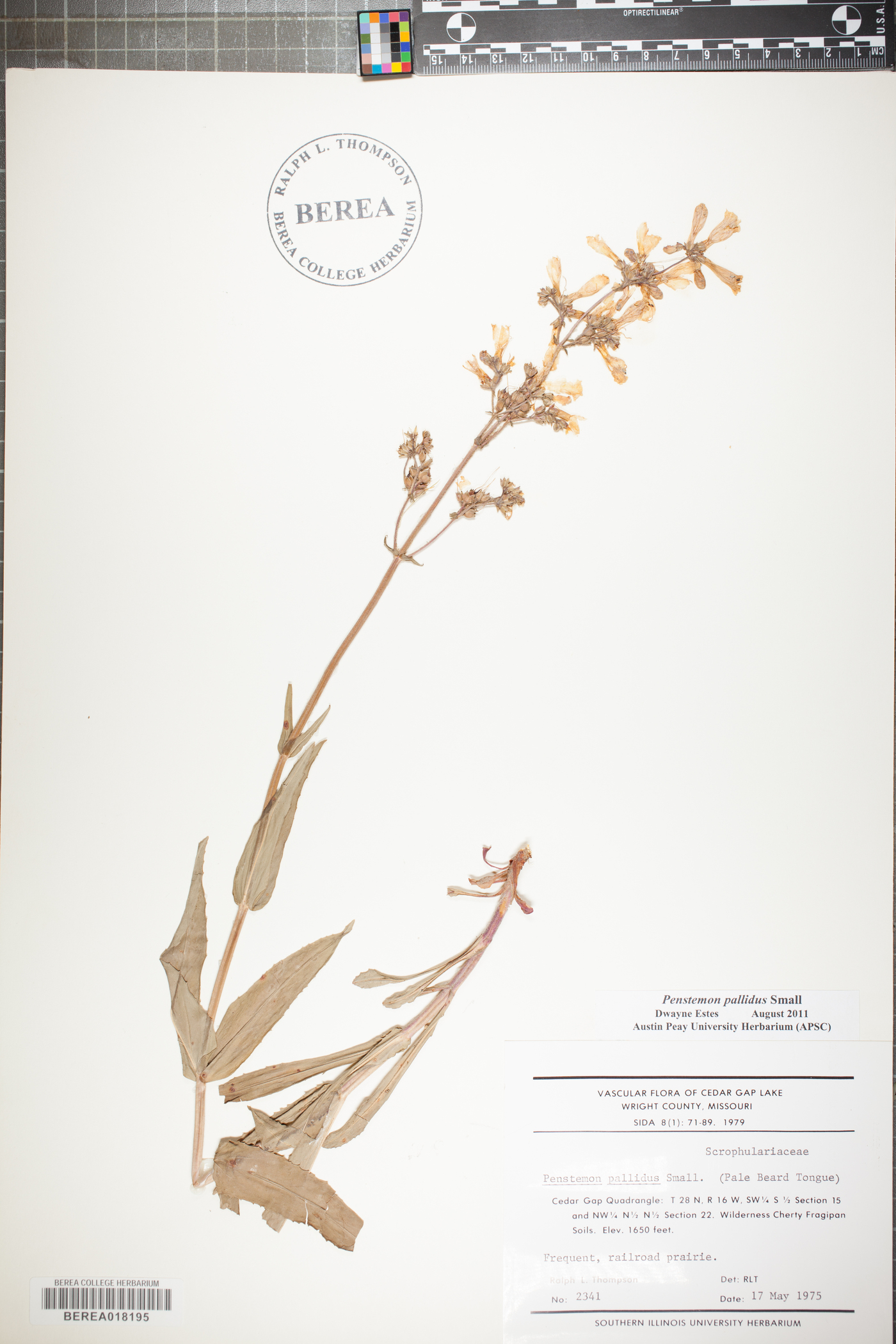 Penstemon pallidus image