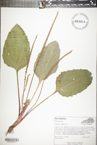 Plantago rugelii image