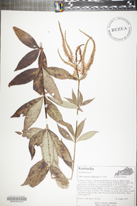 Veronicastrum virginicum image