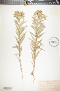 Collomia linearis image