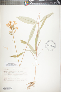 Phlox maculata image