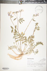 Polemonium reptans image