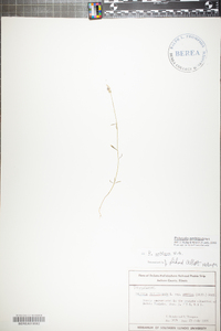 Polygala ambigua image