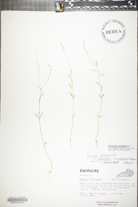 Polygala ambigua image