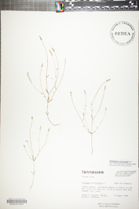 Polygala ambigua image