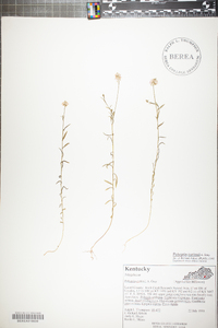 Polygala curtissii image