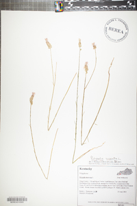 Polygala incarnata image