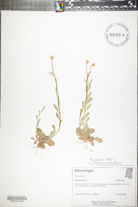 Polygala lutea image