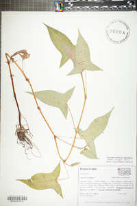 Persicaria arifolia image