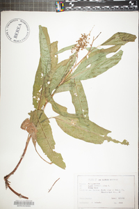 Rumex verticillatus image