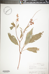 Rumex verticillatus image