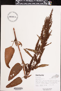 Rumex obtusifolius image