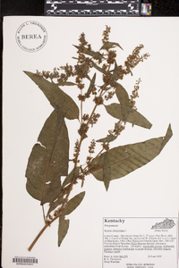 Rumex obtusifolius image