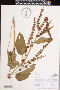 Rumex obtusifolius image