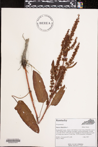 Rumex obtusifolius image