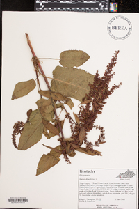 Rumex obtusifolius image