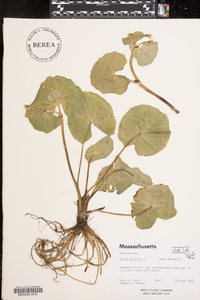 Caltha palustris image