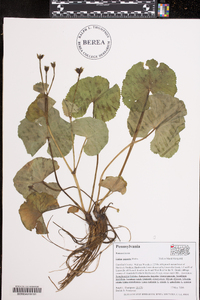 Caltha palustris image