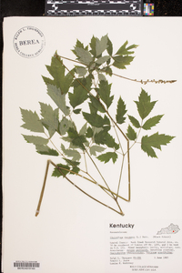 Actaea racemosa image