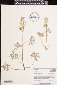 Delphinium tricorne image